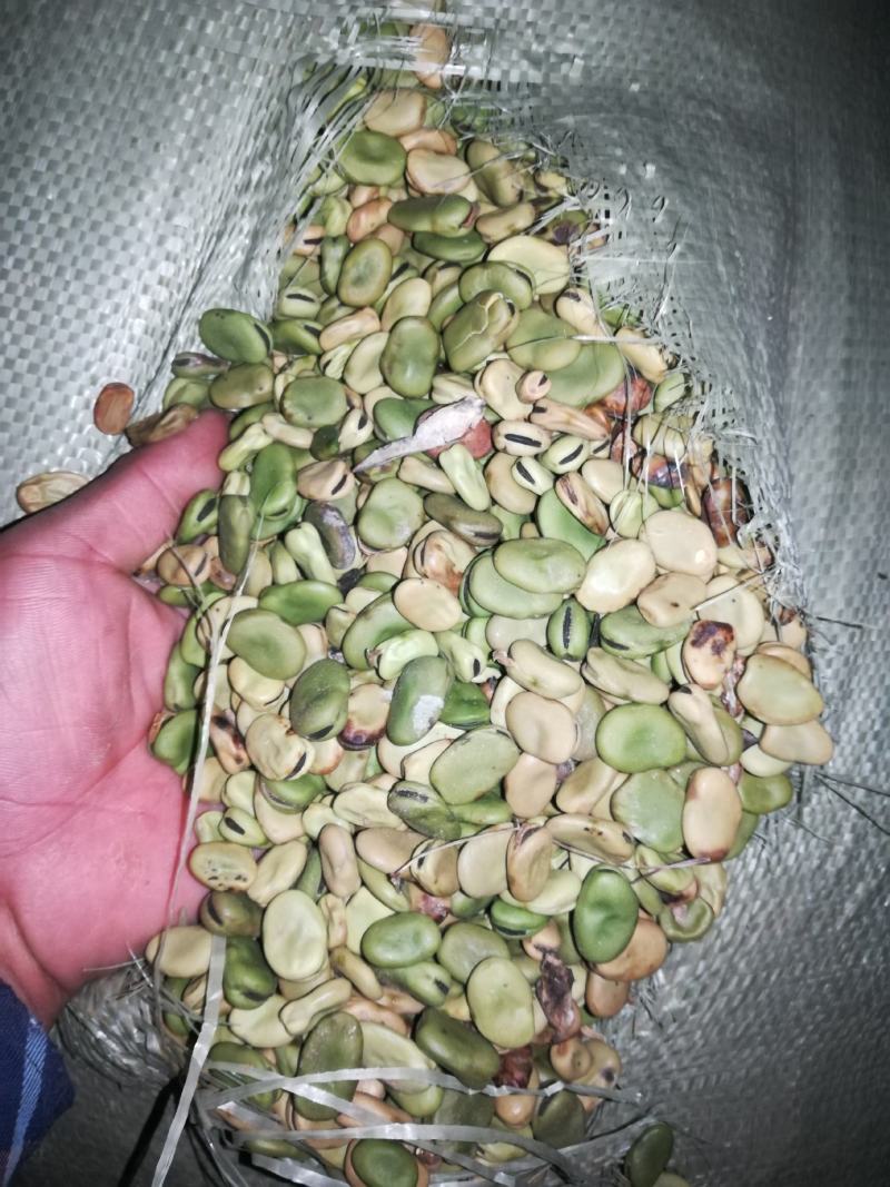 蚕豆