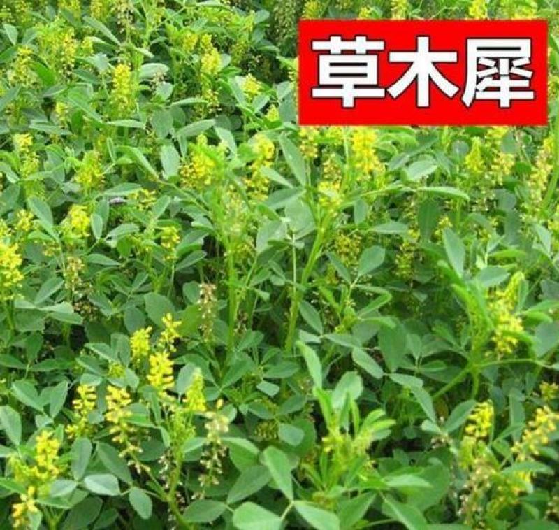 草木樨种子草木犀蜜源植物黄花草牧草型绿肥耐寒耐贫瘠草籽