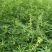 草木樨种子草木犀蜜源植物黄花草牧草型绿肥耐寒耐贫瘠草籽