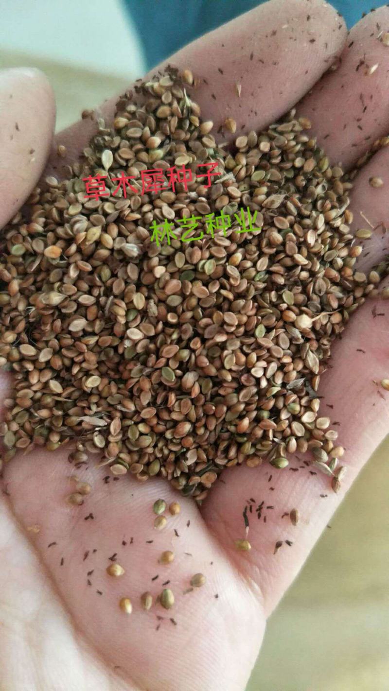 草木樨种子草木犀蜜源植物黄花草牧草型绿肥耐寒耐贫瘠草籽