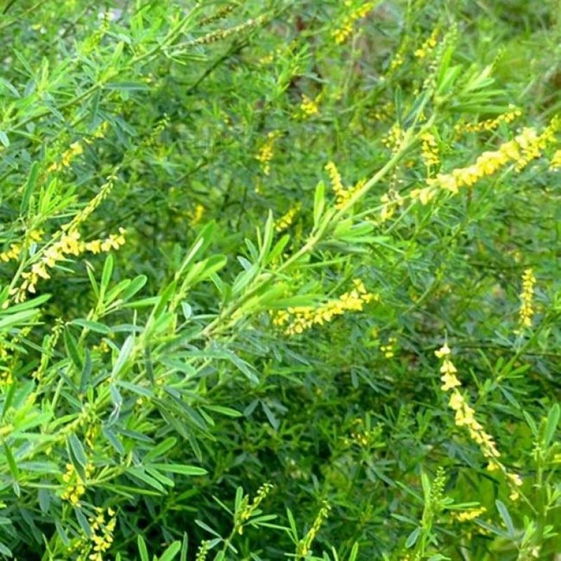草木樨种子草木犀蜜源植物黄花草牧草型绿肥耐寒耐贫瘠草籽