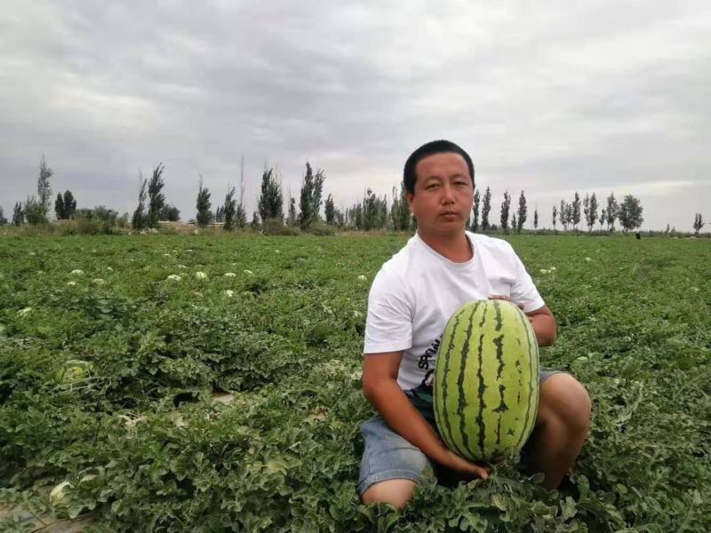 【优质】内蒙古乌拉特前旗瓦窑滩康乐六号红金城沙地瓜