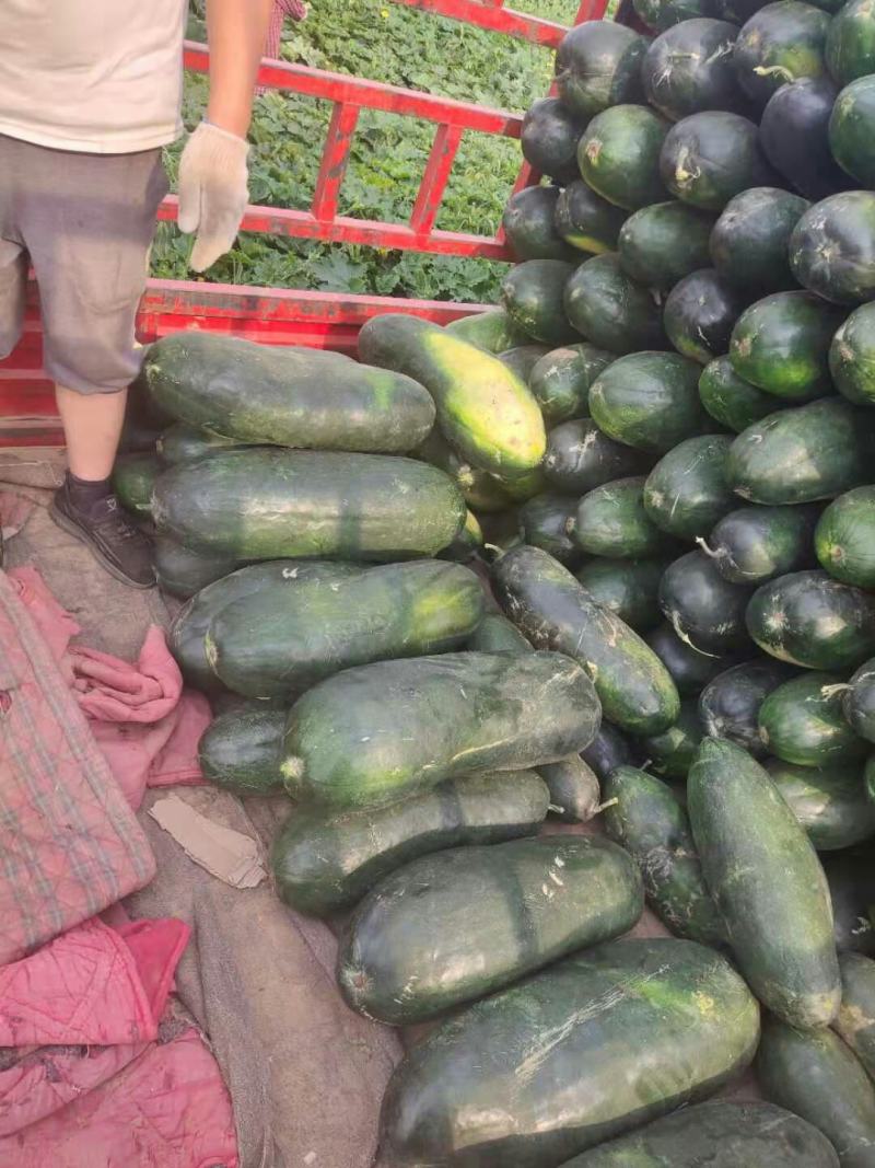黑皮冬瓜大量上市需要的收购商前来选购