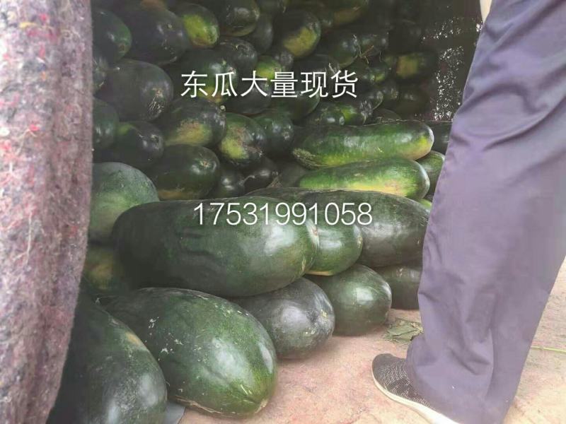 黑皮冬瓜大量上市需要的收购商前来选购