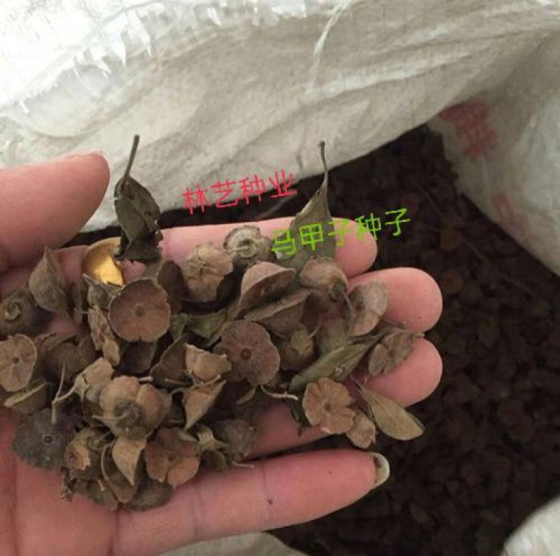 马甲子种子新采马甲子树种子沙棘种子马甲刺铁篱笆鸟不站刺