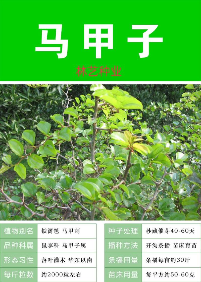 马甲子种子新采马甲子树种子沙棘种子马甲刺铁篱笆鸟不站刺
