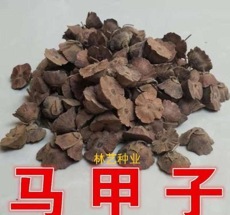 马甲子种子新采马甲子树种子沙棘种子马甲刺铁篱笆鸟不站刺