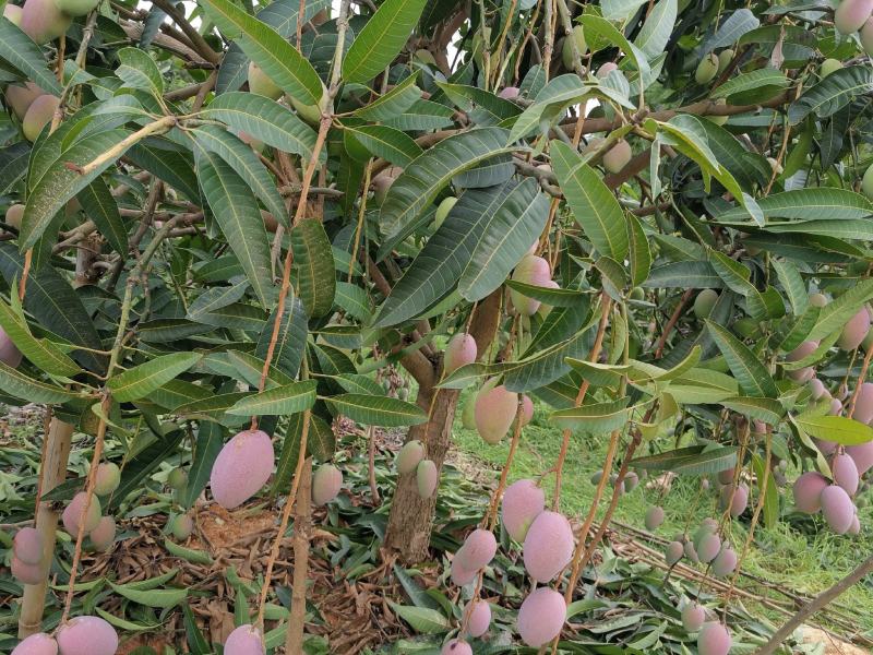 百色贵妃芒
