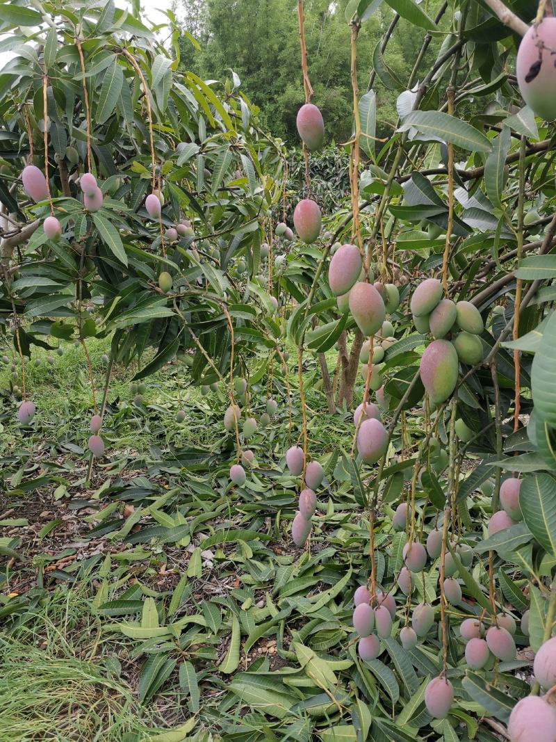 百色贵妃芒
