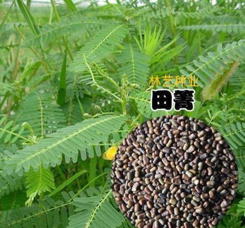 新采田菁种子