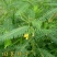新采田菁种子