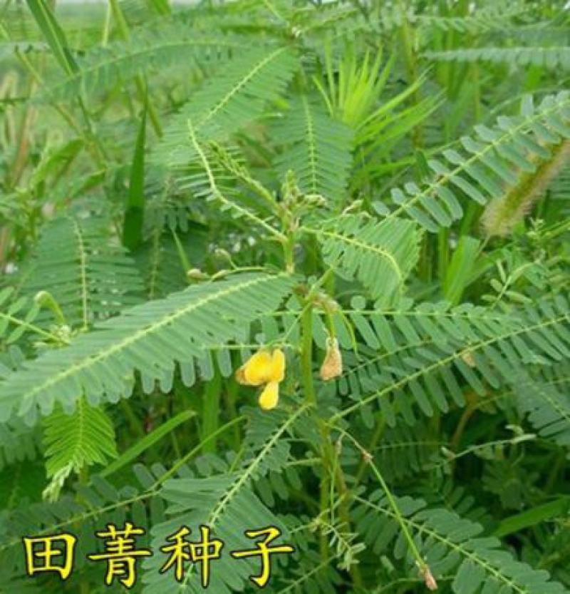 新采田菁种子