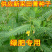 新采田菁种子