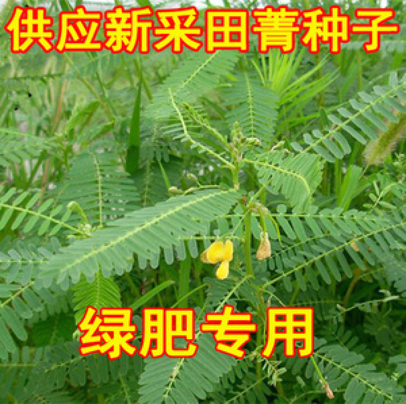 新采田菁种子