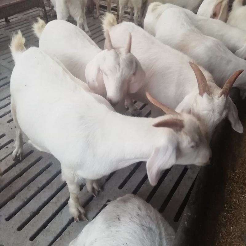 纯种波尔山羊种羊，怀孕羊，羊羔，长势快，好饲养