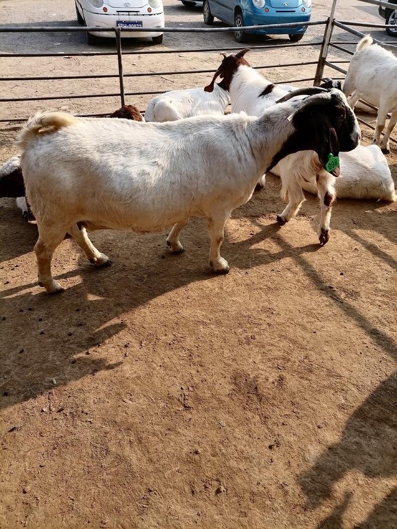 纯种波尔山羊种羊，怀孕羊，羊羔，长势快，好饲养