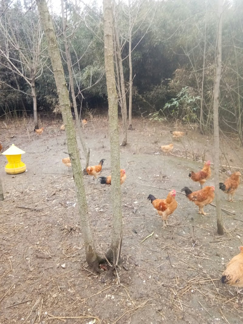 童子鸡