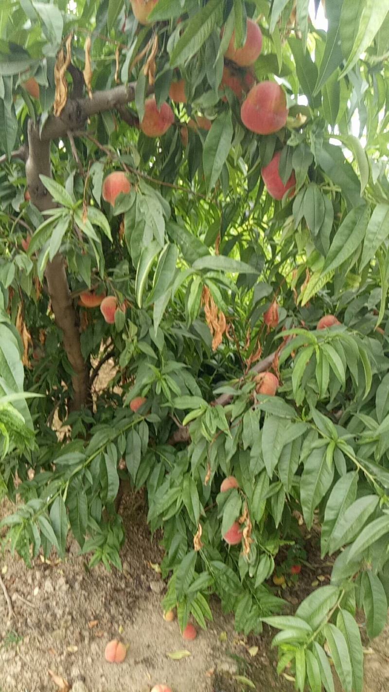美脆桃