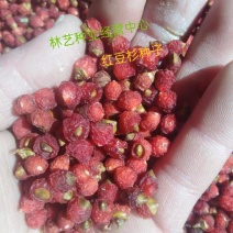 红豆杉种子名贵树种曼地亚红豆杉种籽东北南方北方红豆杉树种