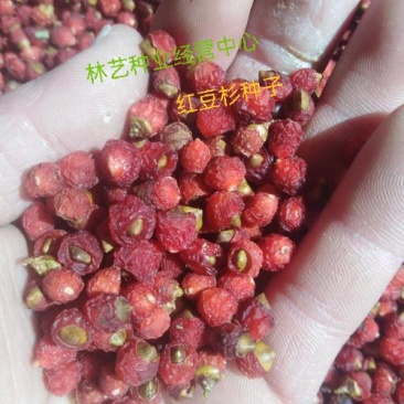 红豆杉种子名贵树种曼地亚红豆杉种籽东北南方北方红豆杉树种