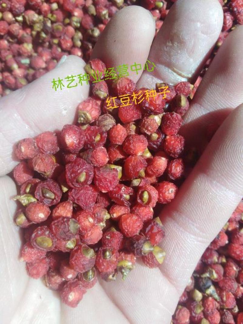 红豆杉种子名贵树种曼地亚红豆杉种籽东北南方北方红豆杉树种