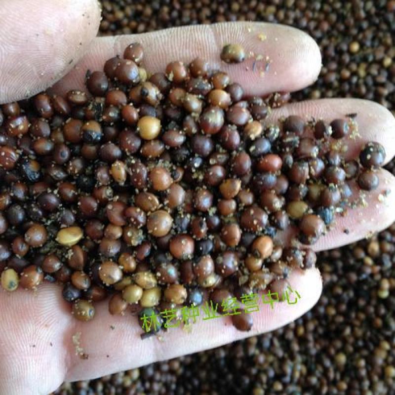 红豆杉种子名贵树种曼地亚红豆杉种籽东北南方北方红豆杉树种