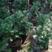 红豆杉种子名贵树种曼地亚红豆杉种籽东北南方北方红豆杉树种