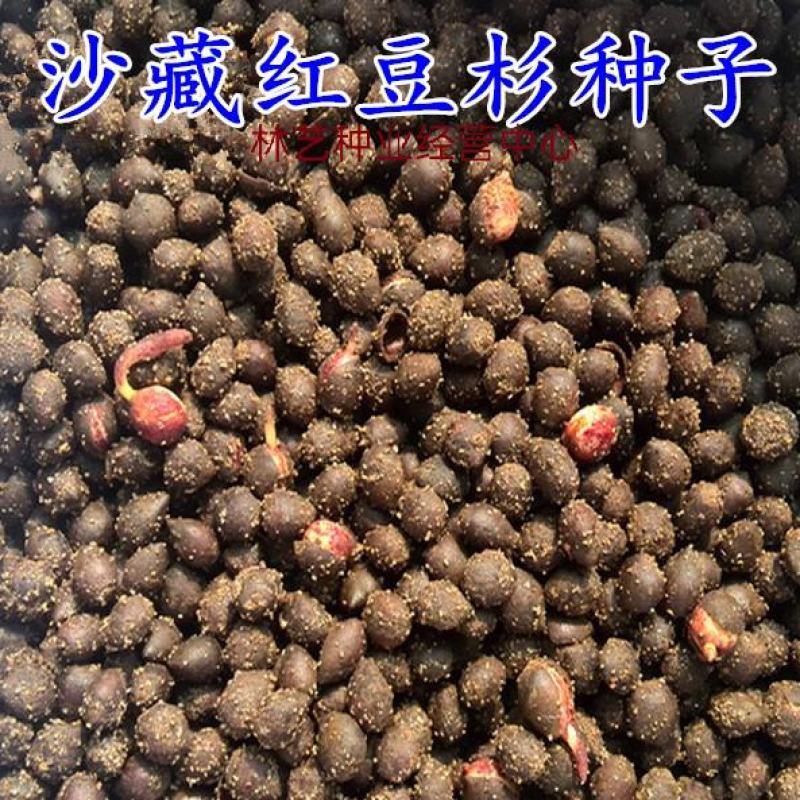 红豆杉种子名贵树种曼地亚红豆杉种籽东北南方北方红豆杉树种