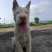纯种下司幼犬，公犬，26斤，养大50斤左右，枪尾