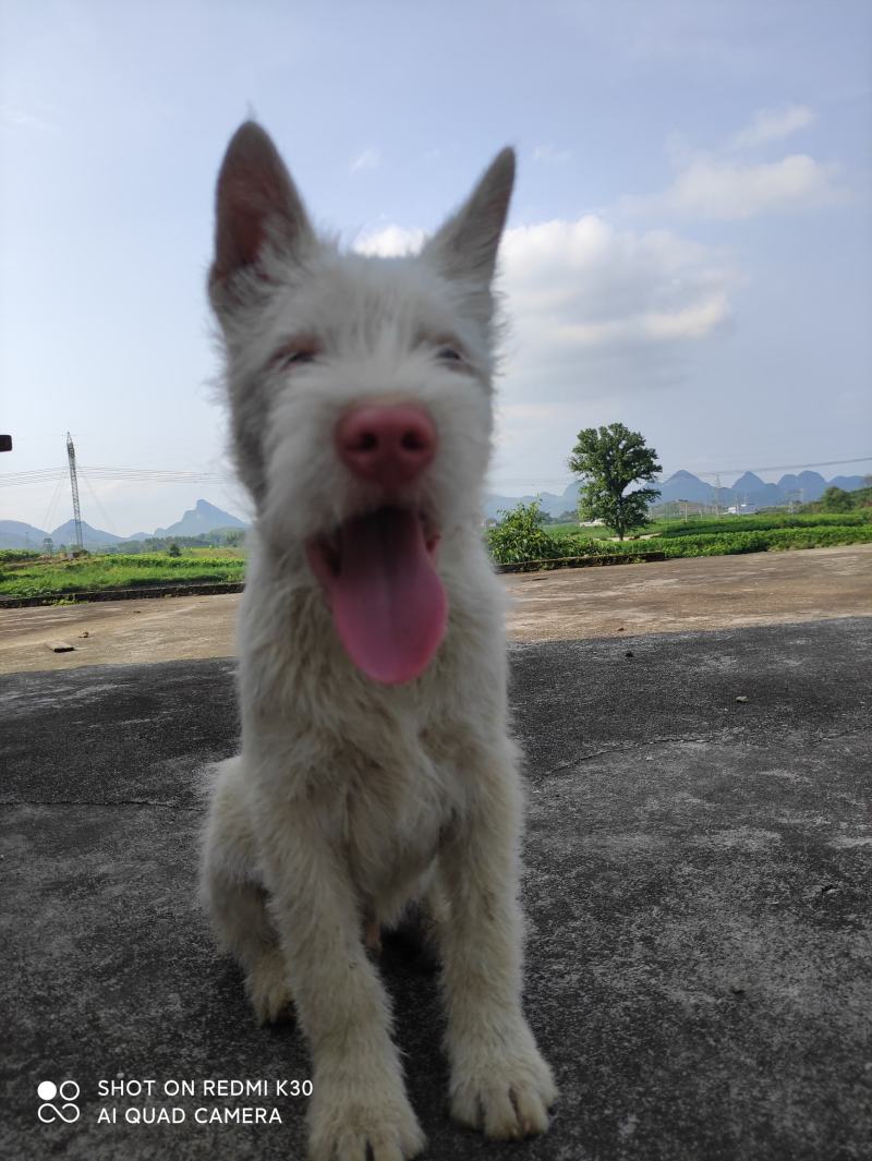 纯种下司幼犬，公犬，26斤，养大50斤左右，枪尾