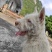纯种下司幼犬，公犬，26斤，养大50斤左右，枪尾