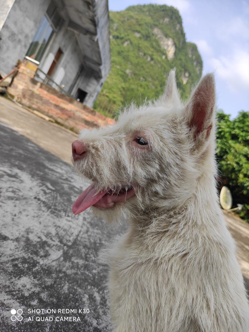 纯种下司幼犬，公犬，26斤，养大50斤左右，枪尾