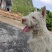纯种下司幼犬，公犬，26斤，养大50斤左右，枪尾