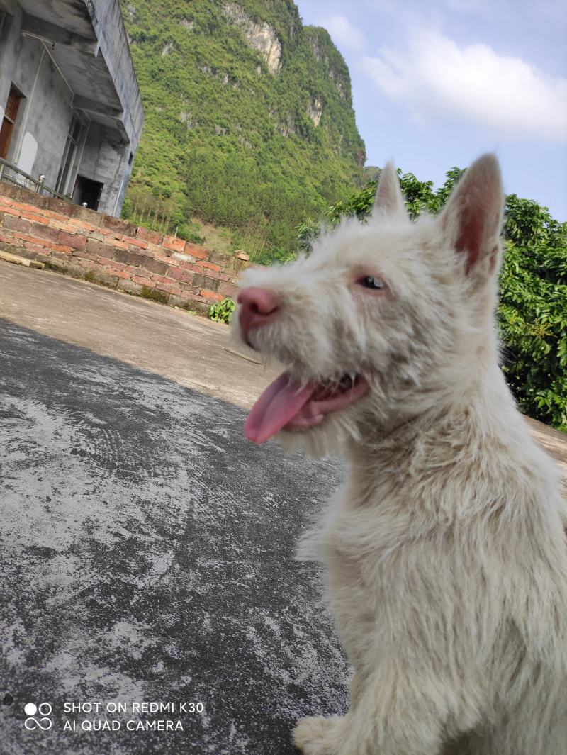 纯种下司幼犬，公犬，26斤，养大50斤左右，枪尾