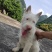 纯种下司幼犬，公犬，26斤，养大50斤左右，枪尾