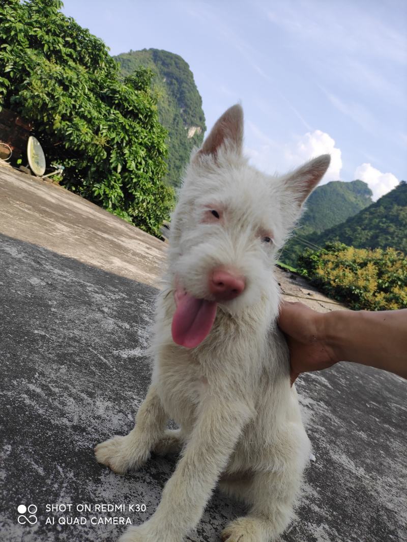 纯种下司幼犬，公犬，26斤，养大50斤左右，枪尾