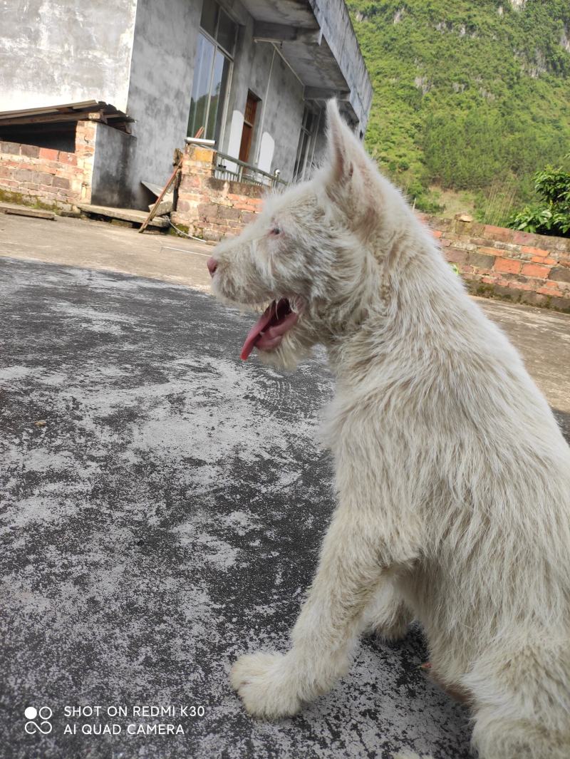 纯种下司幼犬，公犬，26斤，养大50斤左右，枪尾