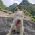 纯种下司幼犬，公犬，26斤，养大50斤左右，枪尾