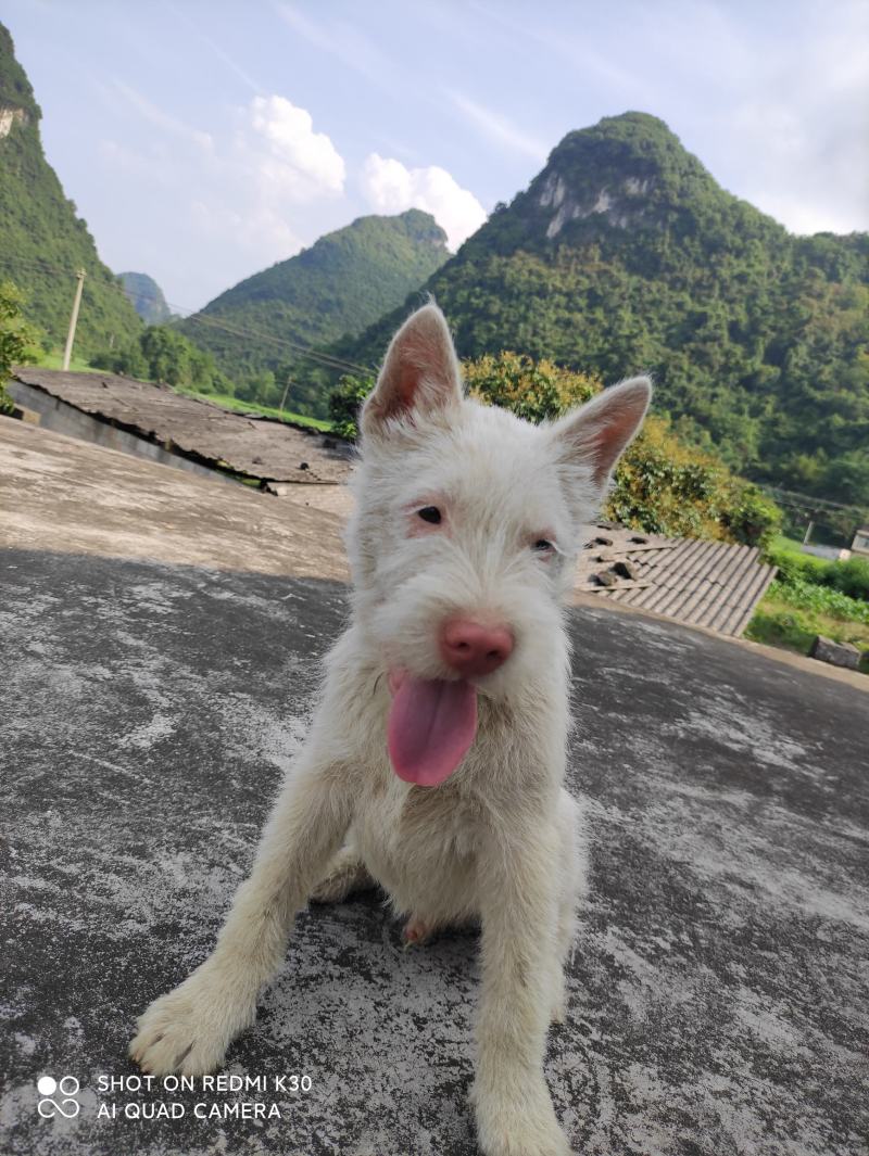 纯种下司幼犬，公犬，26斤，养大50斤左右，枪尾