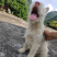纯种下司幼犬，公犬，26斤，养大50斤左右，枪尾