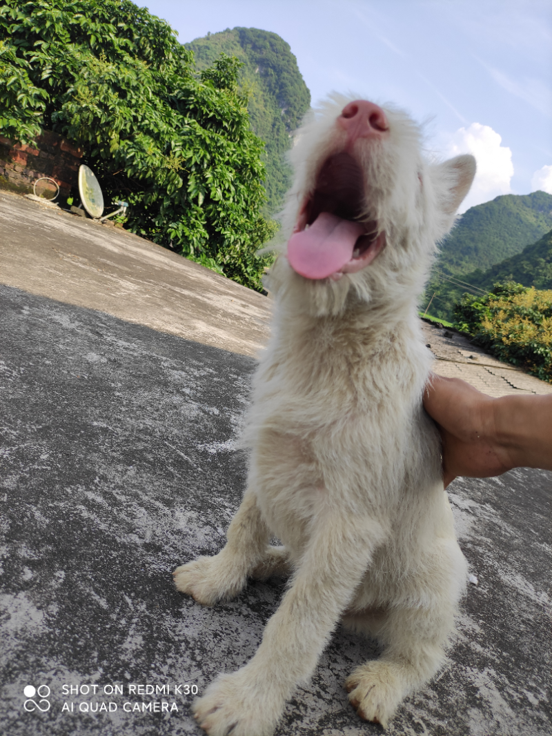 纯种下司幼犬，公犬，26斤，养大50斤左右，枪尾