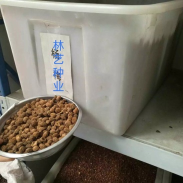 新采杨梅种子优质杨梅果树种子适合家庭种植果园育苗果树种子