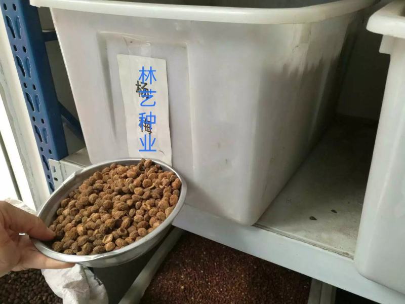 新采杨梅种子优质杨梅果树种子适合家庭种植果园育苗果树种子