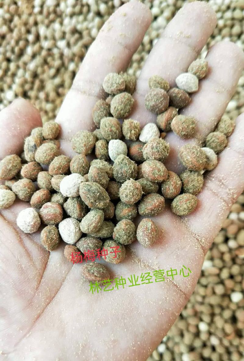 新采杨梅种子优质杨梅果树种子适合家庭种植果园育苗果树种子