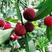 新采杨梅种子优质杨梅果树种子适合家庭种植果园育苗果树种子