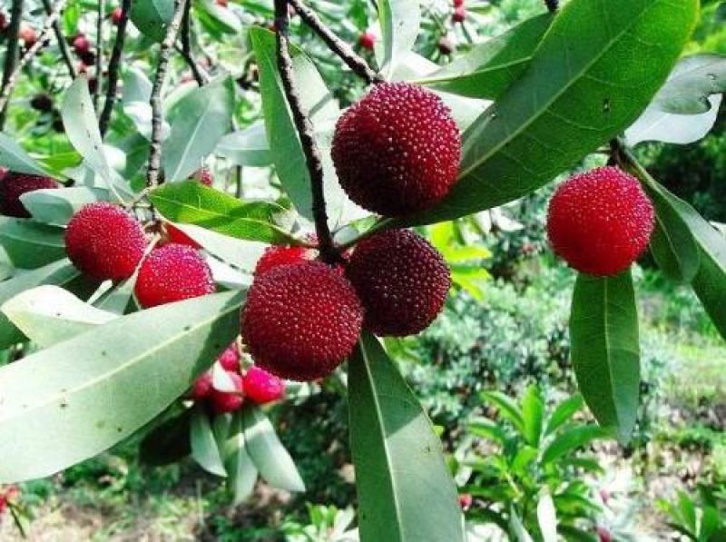 新采杨梅种子优质杨梅果树种子适合家庭种植果园育苗果树种子