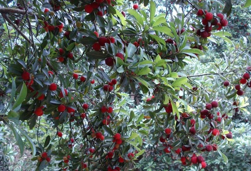 新采杨梅种子优质杨梅果树种子适合家庭种植果园育苗果树种子