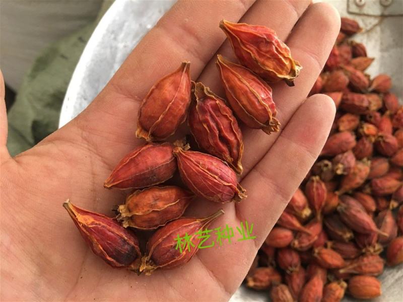 栀子花种子盆栽树苗四季开花老桩大叶四季种种籽子庭院多年生