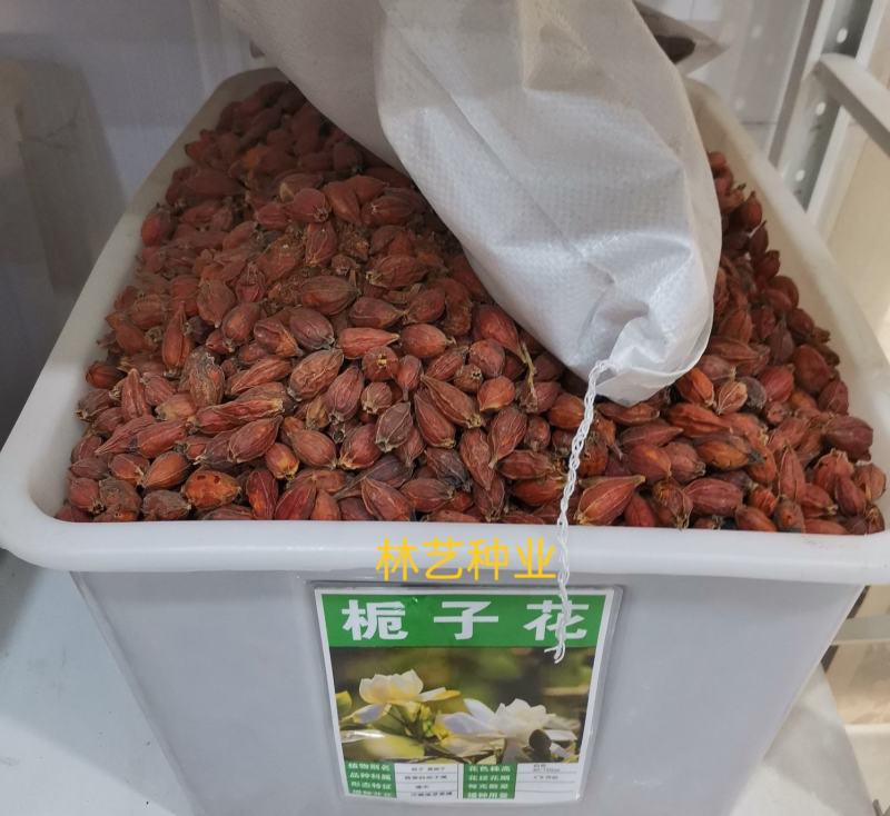 栀子花种子盆栽树苗四季开花老桩大叶四季种种籽子庭院多年生