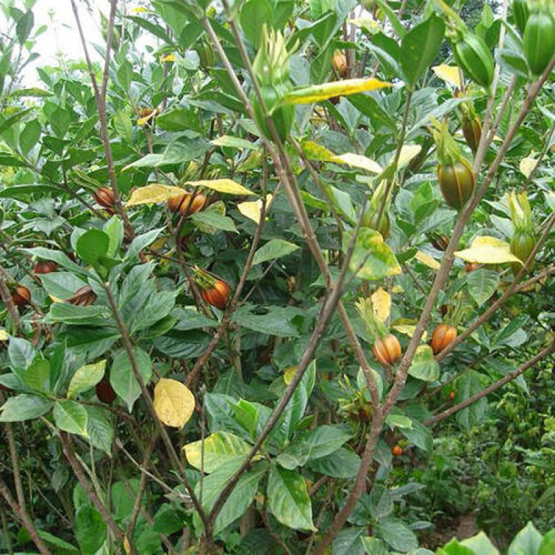 栀子花种子盆栽树苗四季开花老桩大叶四季种种籽子庭院多年生